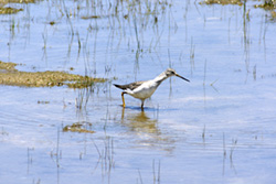 Long-billed Dowitcher